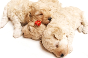 Cute Sleeping Puppies309902157